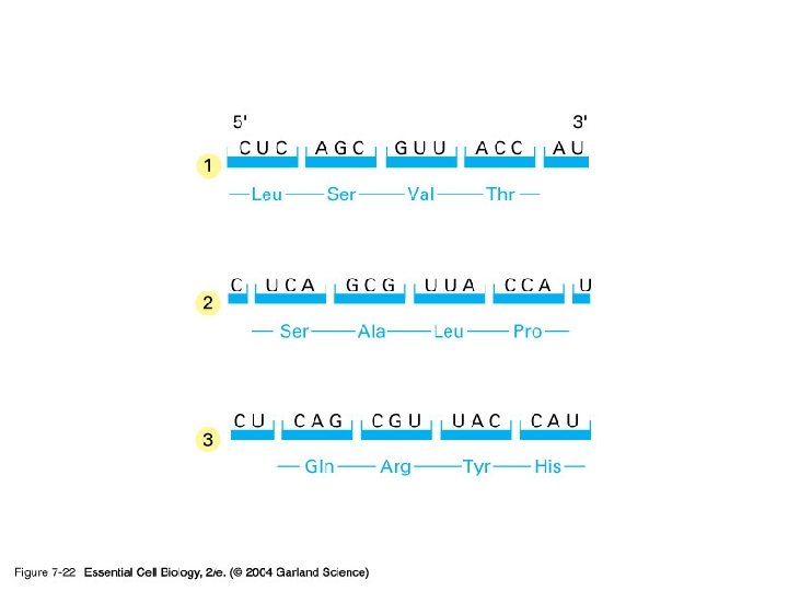 07_22_readingframes. jpg 