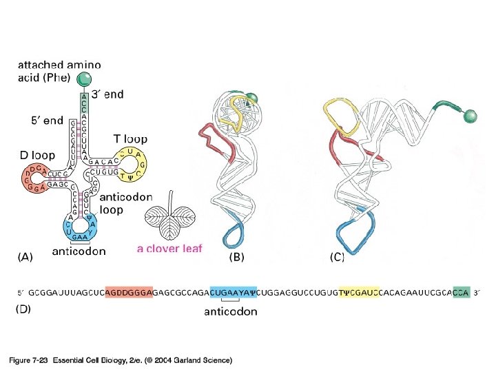 07_23_t. RNA. jpg 