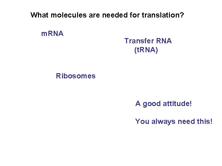 What molecules are needed for translation? m. RNA Transfer RNA (t. RNA) Ribosomes A