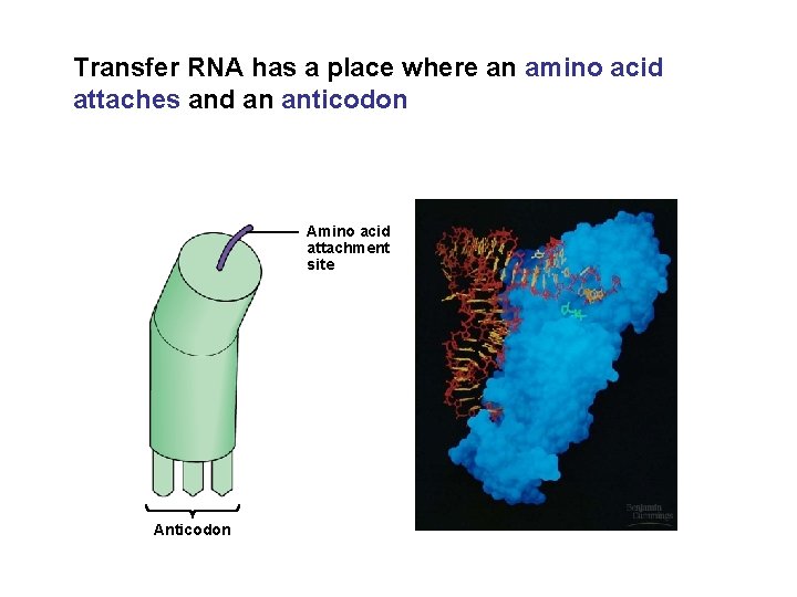 Transfer RNA has a place where an amino acid attaches and an anticodon Amino