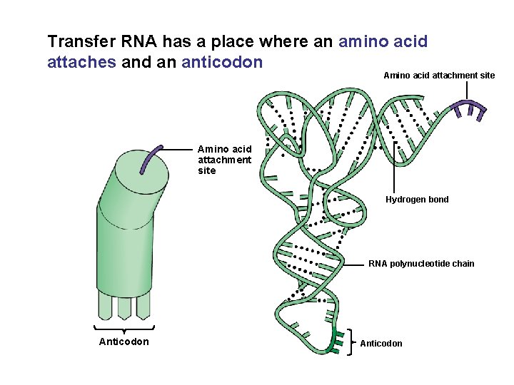 Transfer RNA has a place where an amino acid attaches and an anticodon Amino