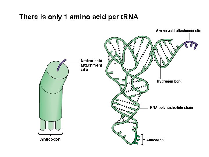 There is only 1 amino acid per t. RNA Amino acid attachment site Hydrogen