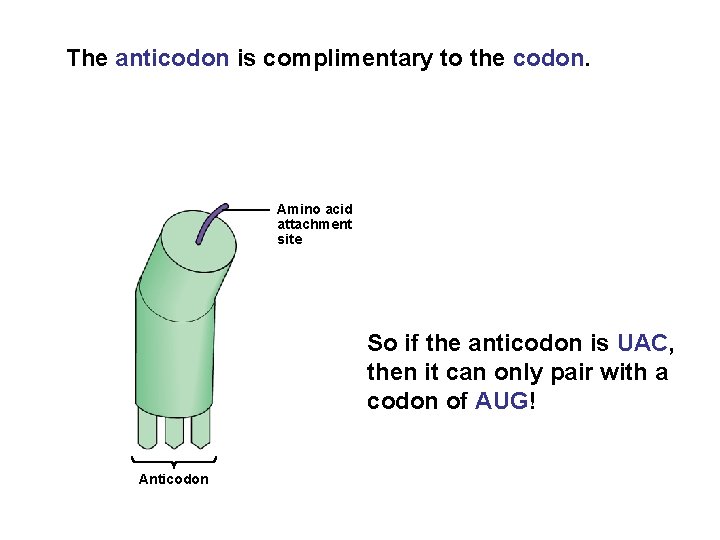 The anticodon is complimentary to the codon. Amino acid attachment site So if the