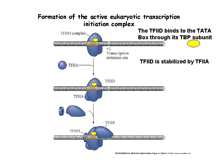 Formation of the active eukaryotic transcription initiation complex The TFIID binds to the TATA
