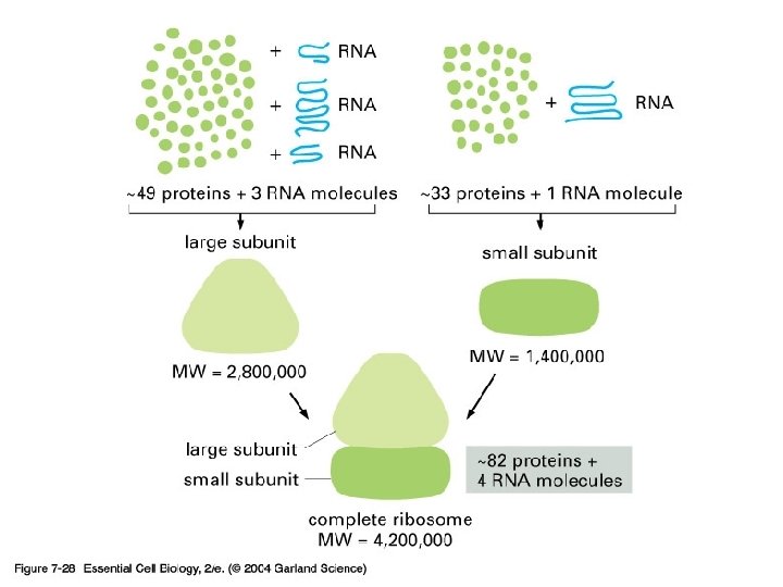 07_28_ribosome. jpg 