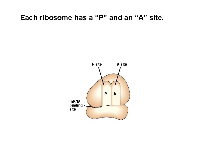 Each ribosome has a “P” and an “A” site. P site A site P