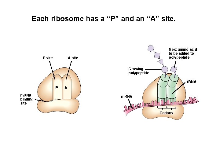 Each ribosome has a “P” and an “A” site. P site Next amino acid