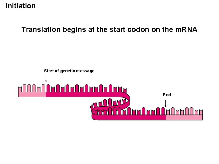 Initiation Translation begins at the start codon on the m. RNA Start of genetic
