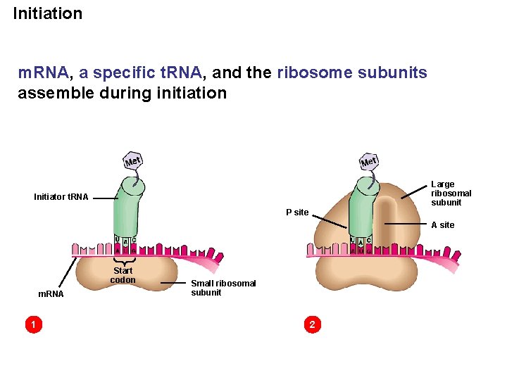 Initiation m. RNA, a specific t. RNA, and the ribosome subunits assemble during initiation