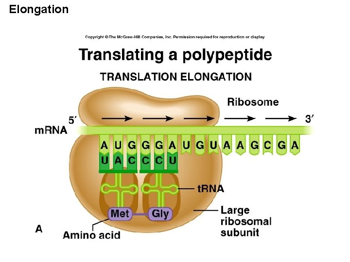 Elongation 