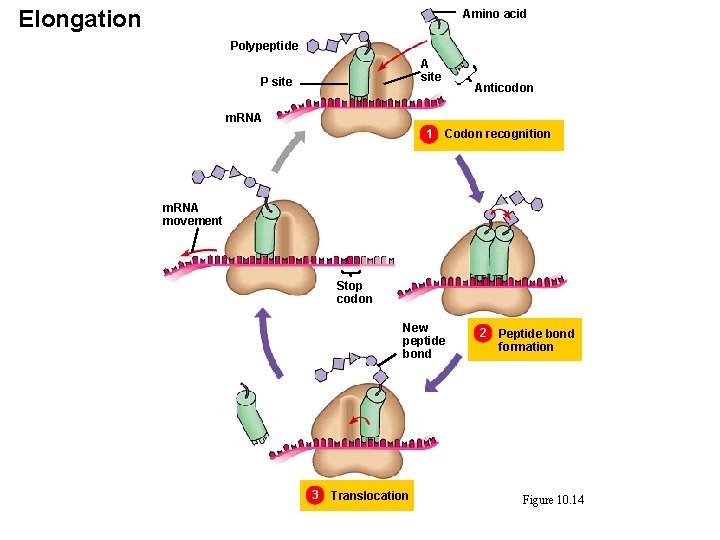 Elongation Amino acid Polypeptide A site P site Anticodon m. RNA 1 Codon recognition