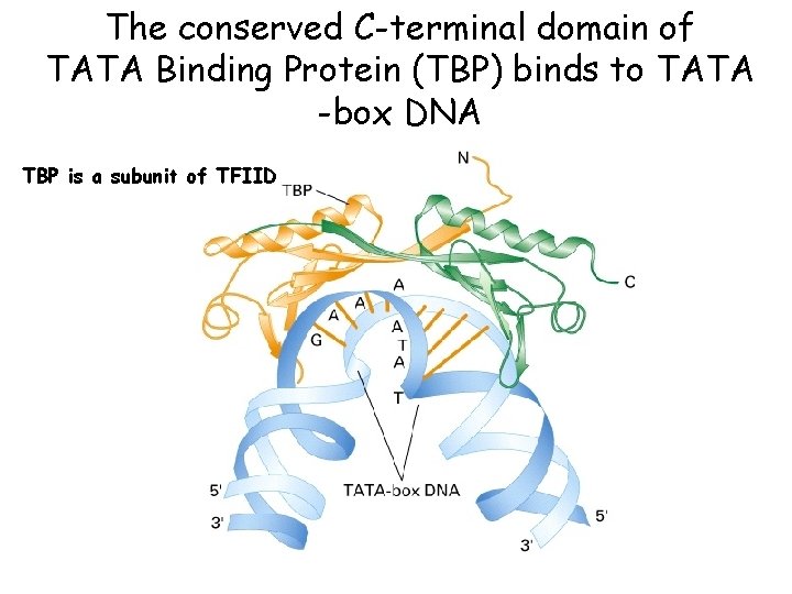 The conserved C-terminal domain of TATA Binding Protein (TBP) binds to TATA -box DNA