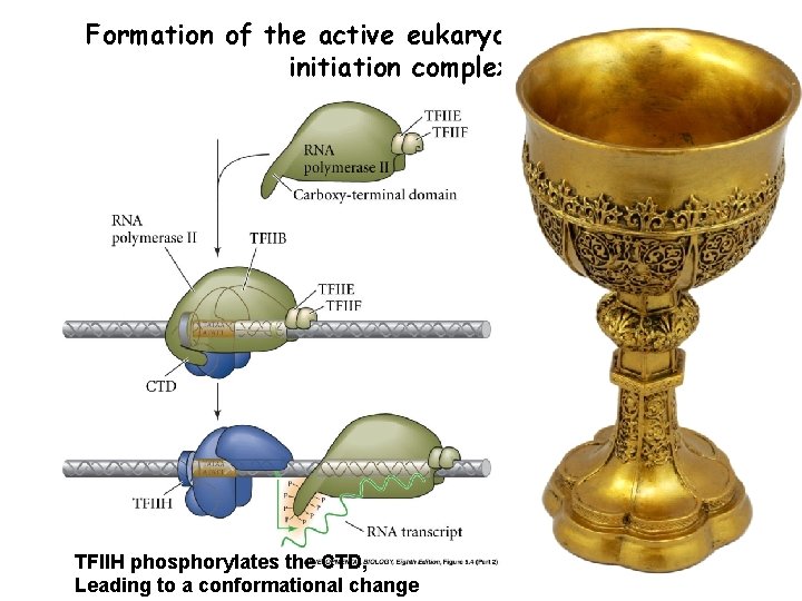 Formation of the active eukaryotic transcription initiation complex TFIIH phosphorylates the CTD, Leading to