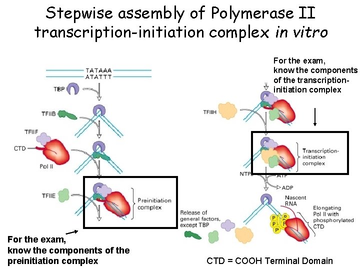 Stepwise assembly of Polymerase II transcription-initiation complex in vitro For the exam, know the