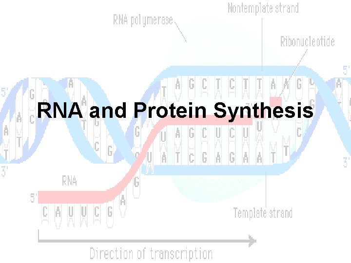 RNA and Protein Synthesis 