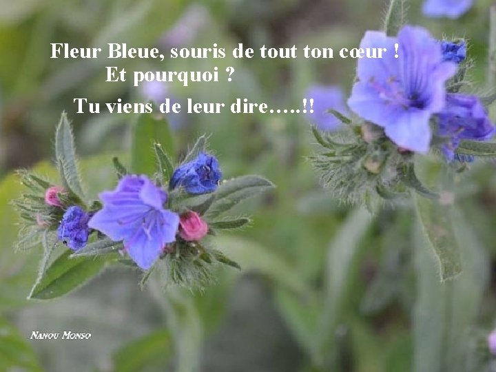 Fleur Bleue, souris de tout ton cœur ! Et pourquoi ? Tu viens de