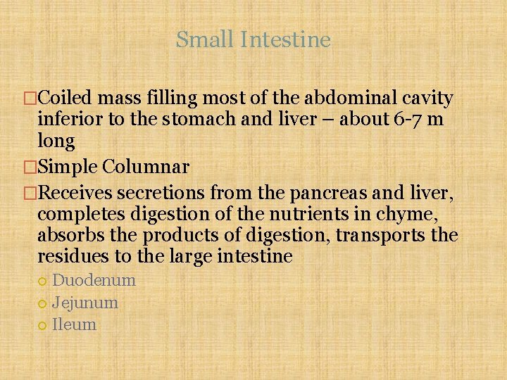 Small Intestine �Coiled mass filling most of the abdominal cavity inferior to the stomach