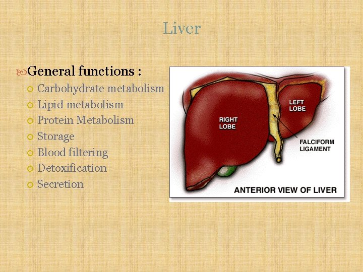 Liver General functions : Carbohydrate metabolism Lipid metabolism Protein Metabolism Storage Blood filtering Detoxification