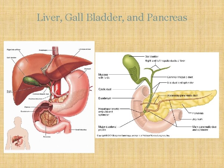 Liver, Gall Bladder, and Pancreas 