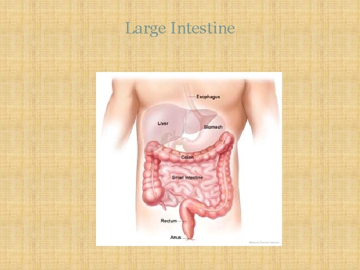 Large Intestine 