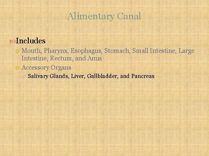 Alimentary Canal Includes Mouth, Pharynx, Esophagus, Stomach, Small Intestine, Large Intestine, Rectum, and Anus