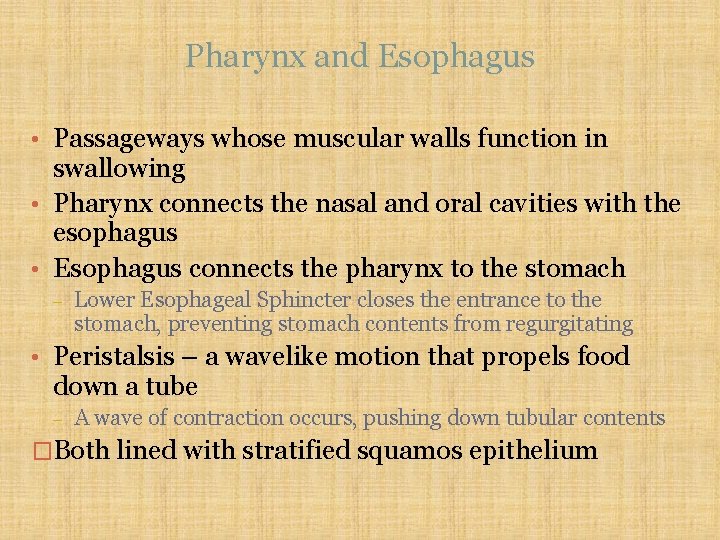 Pharynx and Esophagus • Passageways whose muscular walls function in swallowing • Pharynx connects