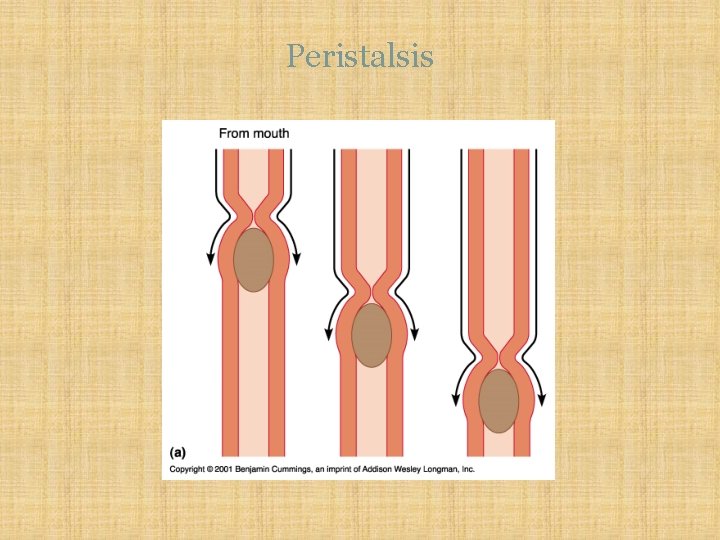 Peristalsis 