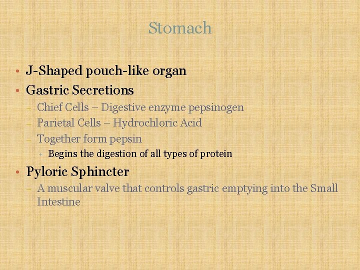 Stomach • J-Shaped pouch-like organ • Gastric Secretions – – – Chief Cells –