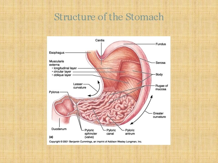 Structure of the Stomach 