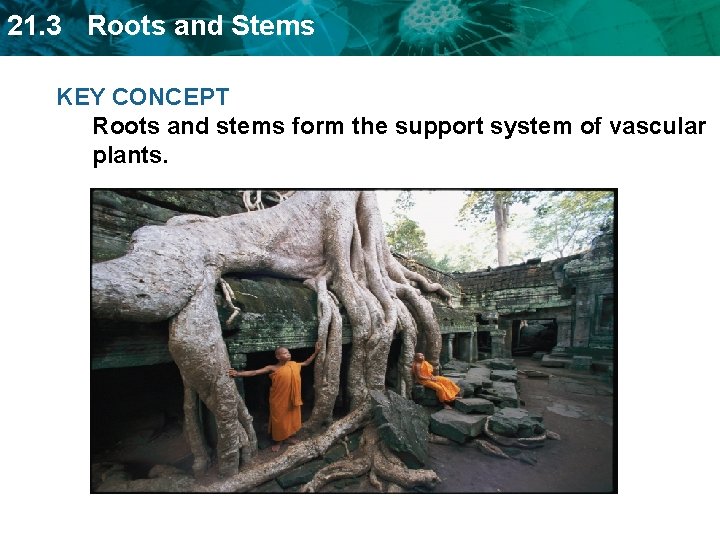 21. 3 Roots and Stems KEY CONCEPT Roots and stems form the support system