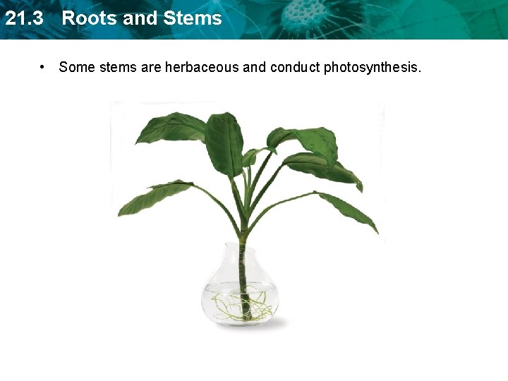 21. 3 Roots and Stems • Some stems are herbaceous and conduct photosynthesis. 