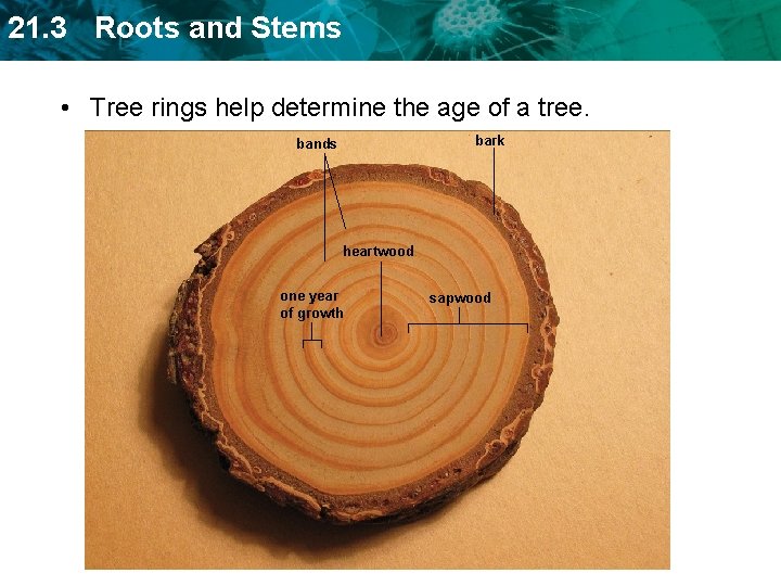 21. 3 Roots and Stems • Tree rings help determine the age of a