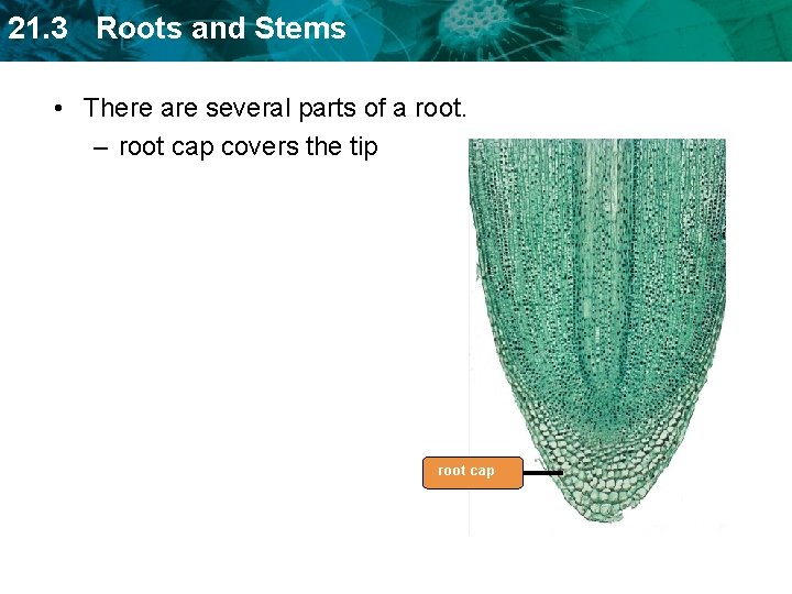 21. 3 Roots and Stems • There are several parts of a root. –