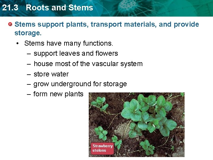 21. 3 Roots and Stems support plants, transport materials, and provide storage. • Stems