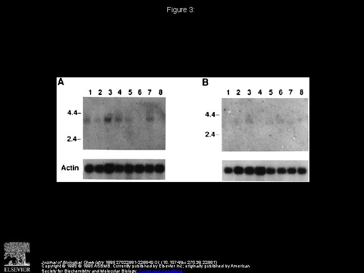 Cloning and Functional Expression of a c DNA