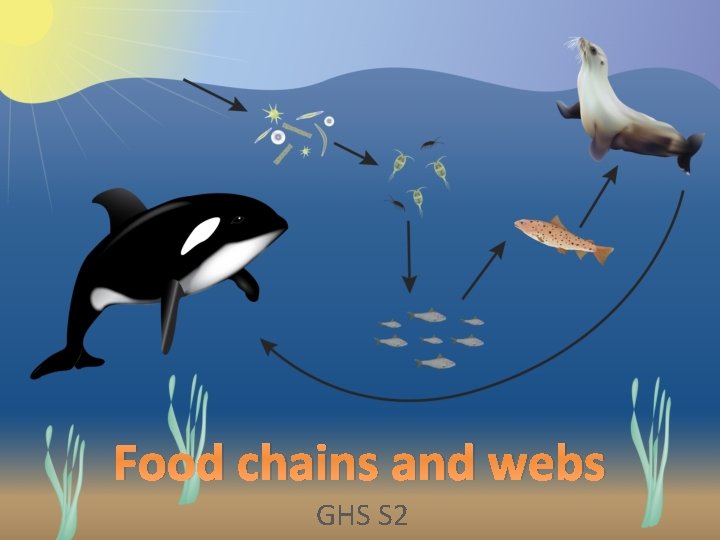 Food chains and webs GHS S 2 