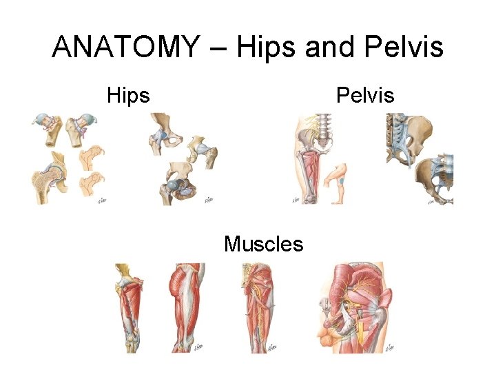 ANATOMY – Hips and Pelvis Hips Pelvis Muscles 