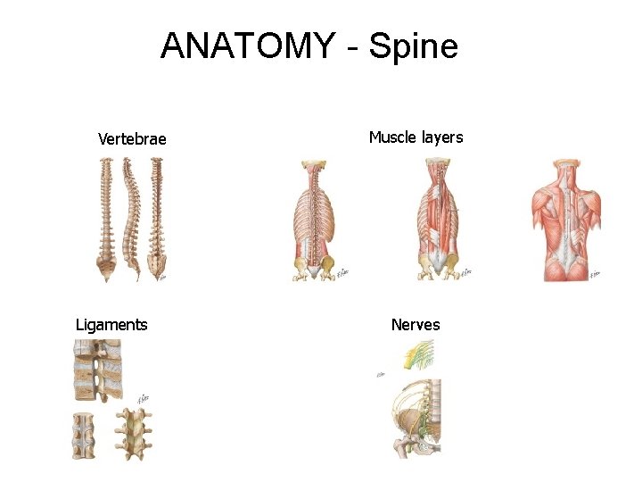 ANATOMY - Spine Vertebrae Ligaments Muscle layers Nerves 