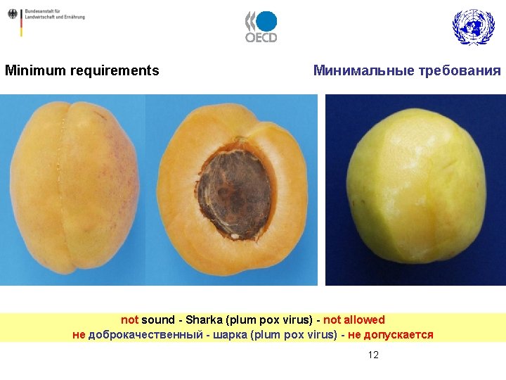 Minimum requirements Минимальные требования not sound - Sharka (plum pox virus) - not allowed