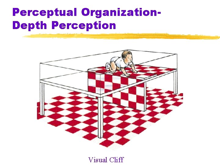 Perceptual Organization. Depth Perception Visual Cliff 