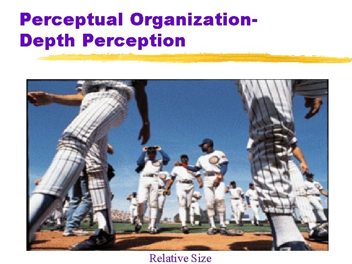 Perceptual Organization. Depth Perception Relative Size 
