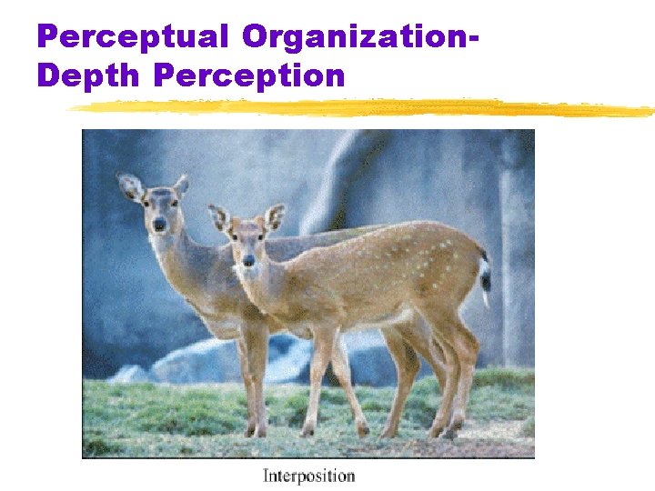 Perceptual Organization. Depth Perception 