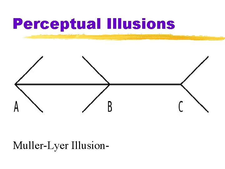 Perceptual Illusions Muller-Lyer Illusion- 