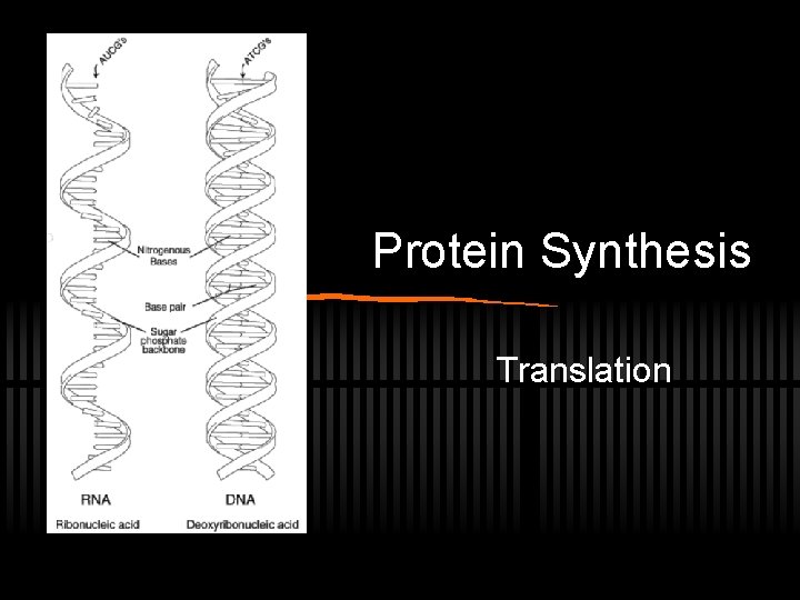 Protein Synthesis Translation 