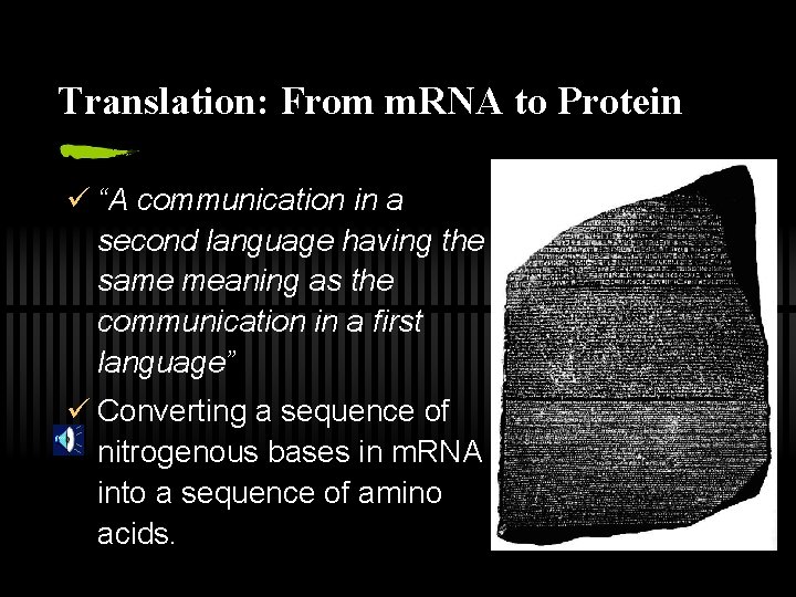 Translation: From m. RNA to Protein ü “A communication in a second language having