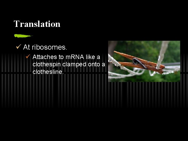 Translation ü At ribosomes. ü Attaches to m. RNA like a clothespin clamped onto