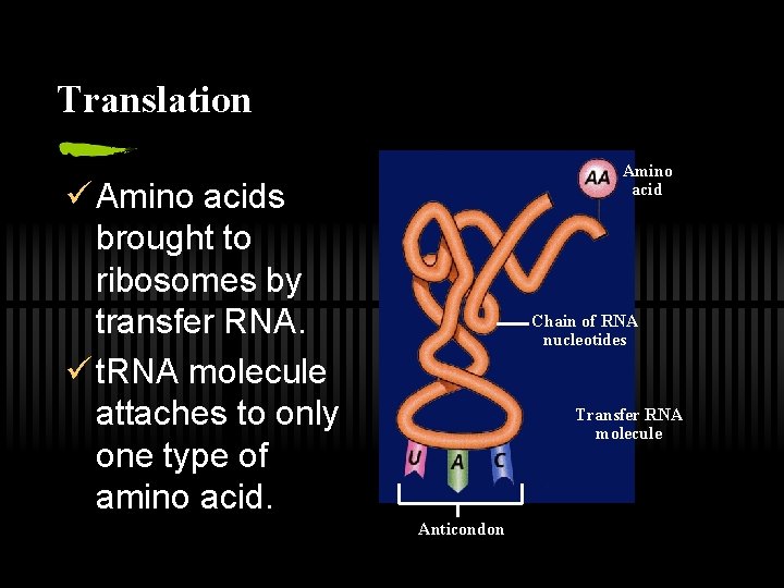 Translation Amino acid ü Amino acids brought to ribosomes by transfer RNA. ü t.