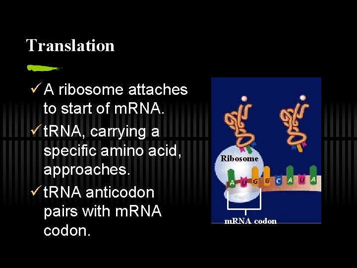 Translation ü A ribosome attaches to start of m. RNA. ü t. RNA, carrying