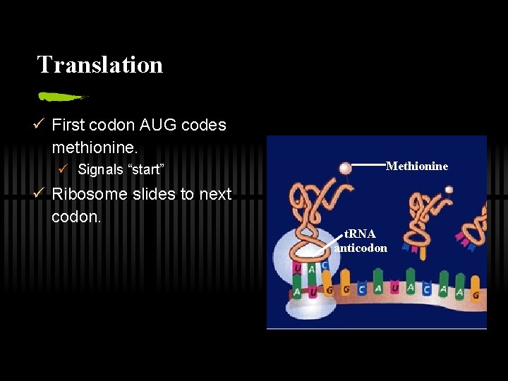 Translation ü First codon AUG codes methionine. ü Signals “start” Methionine ü Ribosome slides