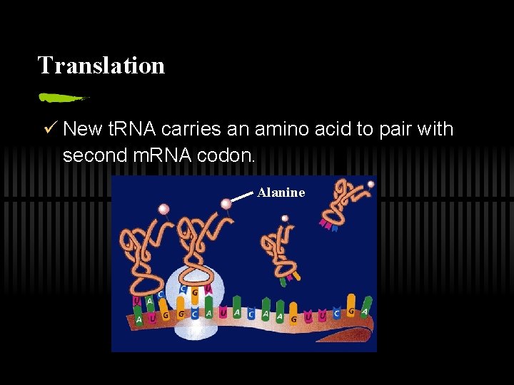 Translation ü New t. RNA carries an amino acid to pair with second m.